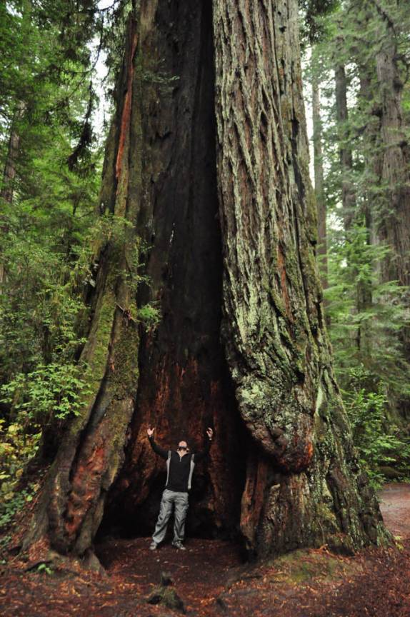 Uma pequena caverna dentro de uma redwood que sobreviveu a um incêndio, no Redwood National Park, no norte da Califórnia, nos Estados Unidos